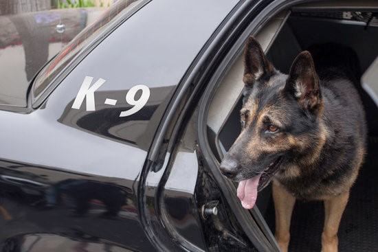 Dog.jpg